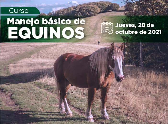 Curso de Manejo básico de Equinos