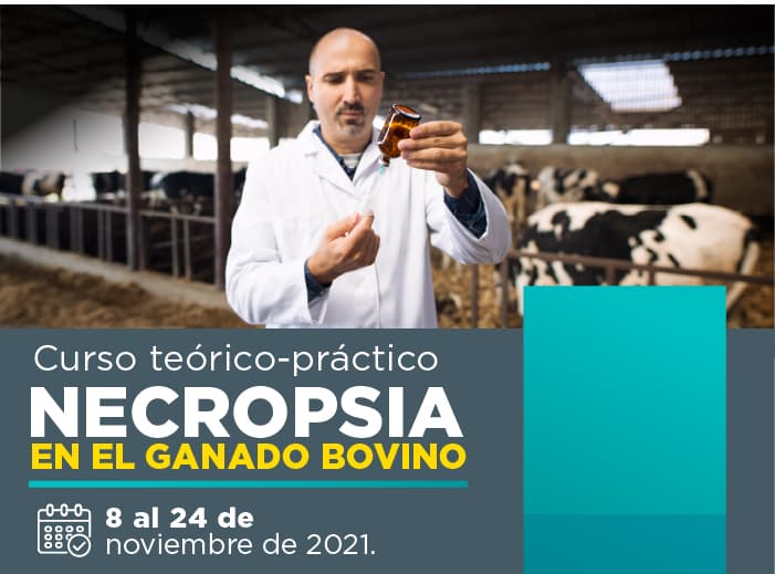 Curso teórico-practico de Necropsia en el ganado bovino