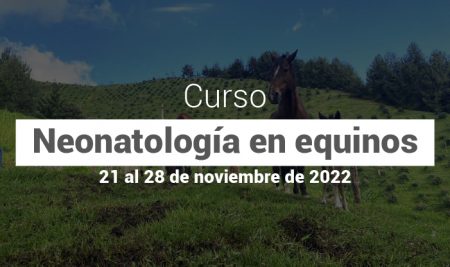 Curso sobre el abordaje adecuado del neonato equino