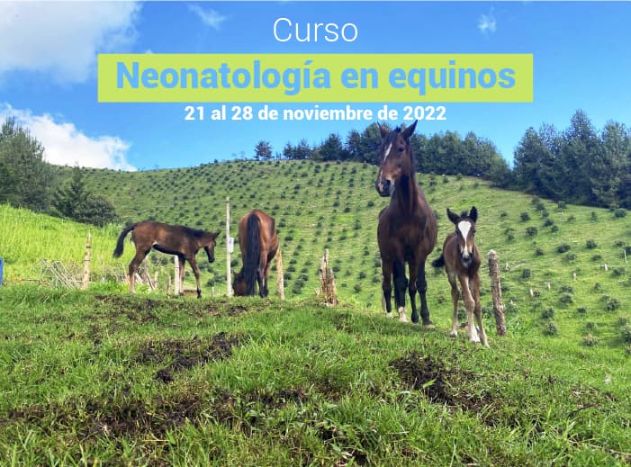 Neonatología en equinos