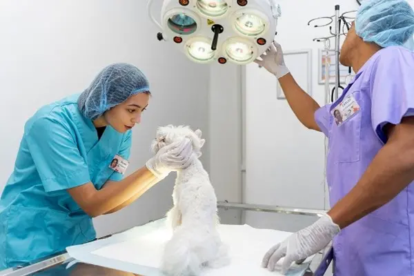 Maestría en Clínica y Cirugía Veterinaria
