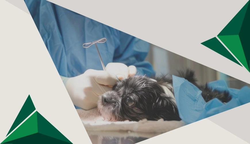 Maestría-en-Clínica-y-Cirugía-Veterinaria-Filtro-de-busqueda